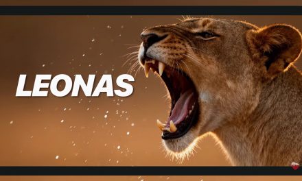 «Leonas», la nueva película de Infinito + 1. Estreno: Festival de Málaga, 7 marzo 2026. En cines: 15 Mayo 2026.